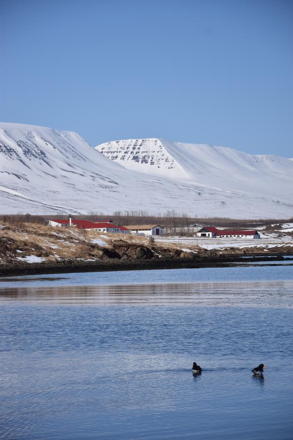 Skjaldarvik Guesthouse Акурейри Экстерьер фото